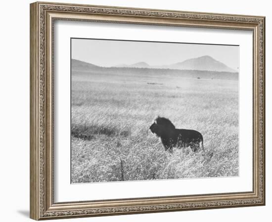 Male Lion in High Grass Region of Africa-John Dominis-Framed Photographic Print