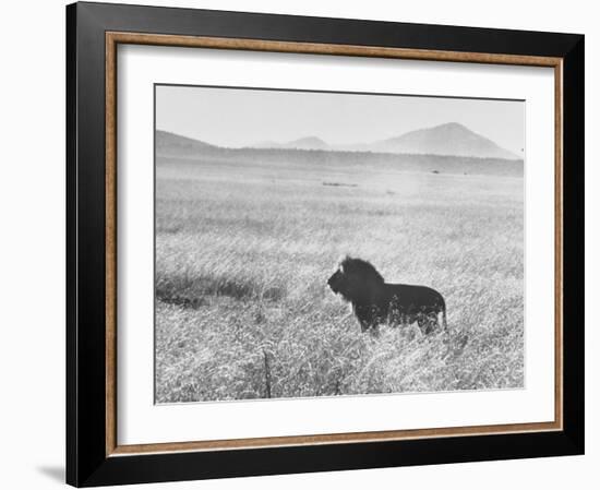 Male Lion in High Grass Region of Africa-John Dominis-Framed Photographic Print