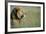 Male Lion in Tall Grass-null-Framed Photographic Print