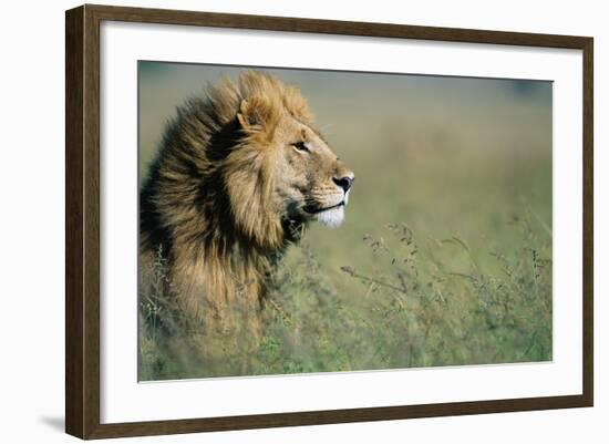 Male Lion in Tall Grass-null-Framed Photographic Print