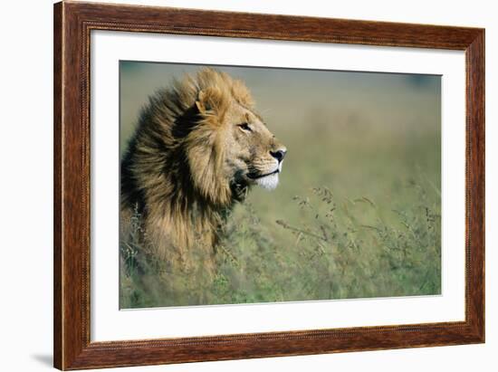 Male Lion in Tall Grass-null-Framed Photographic Print