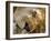 Male Lion in the Late Afternoon, Maasai Mara, Kenya-Joe Restuccia III-Framed Photographic Print