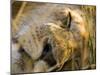 Male Lion in the Late Afternoon, Maasai Mara, Kenya-Joe Restuccia III-Mounted Photographic Print