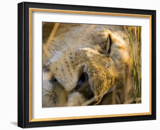 Male Lion in the Late Afternoon, Maasai Mara, Kenya-Joe Restuccia III-Framed Photographic Print