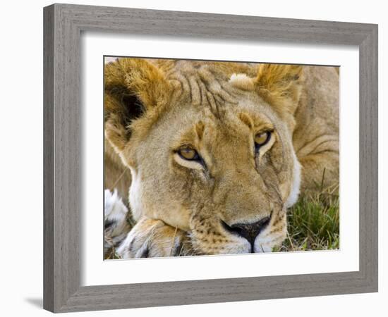 Male Lion in the Late Afternoon, Maasai Mara, Kenya-Joe Restuccia III-Framed Photographic Print