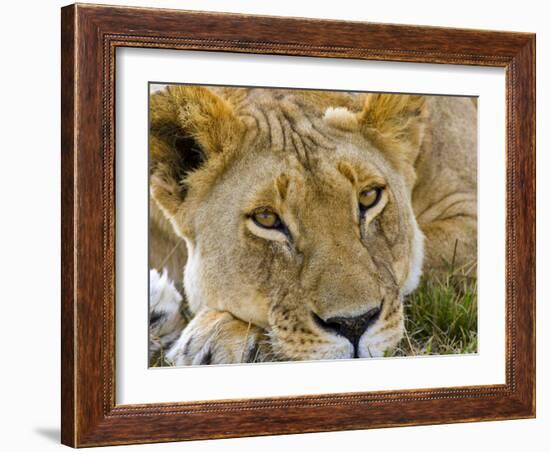 Male Lion in the Late Afternoon, Maasai Mara, Kenya-Joe Restuccia III-Framed Photographic Print