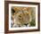 Male Lion in the Late Afternoon, Maasai Mara, Kenya-Joe Restuccia III-Framed Photographic Print