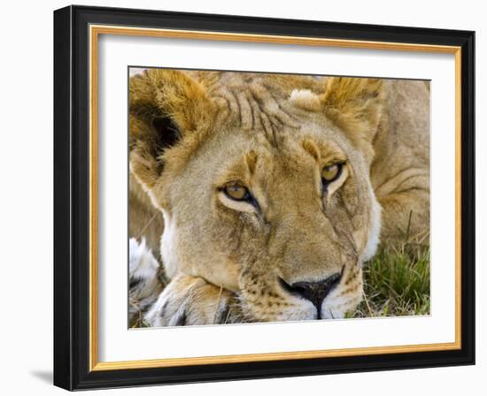 Male Lion in the Late Afternoon, Maasai Mara, Kenya-Joe Restuccia III-Framed Photographic Print