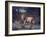 Male Lion in the Wild-John Dominis-Framed Photographic Print