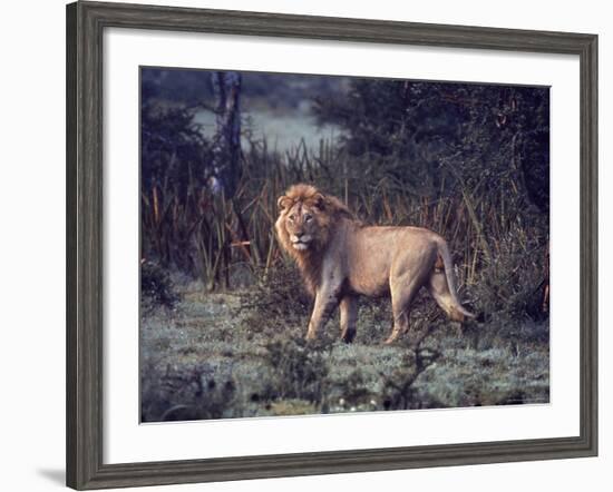 Male Lion in the Wild-John Dominis-Framed Photographic Print