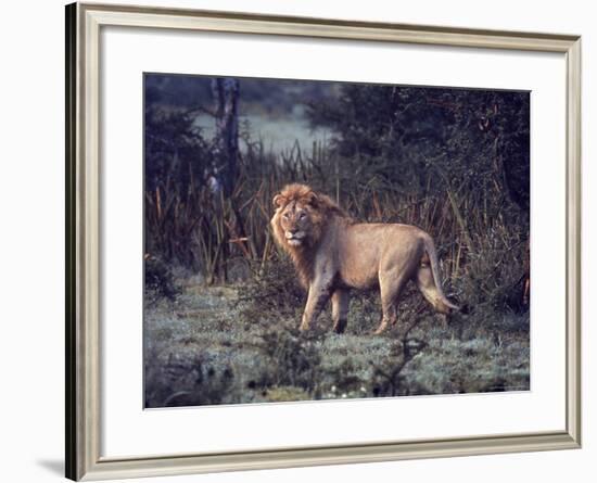 Male Lion in the Wild-John Dominis-Framed Photographic Print