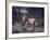 Male Lion in the Wild-John Dominis-Framed Photographic Print