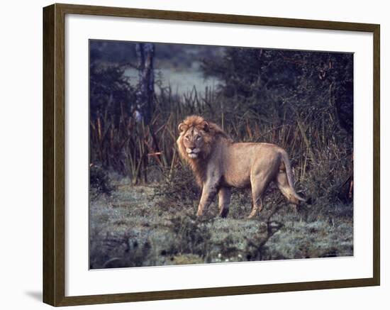 Male Lion in the Wild-John Dominis-Framed Photographic Print