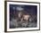 Male Lion in the Wild-John Dominis-Framed Photographic Print