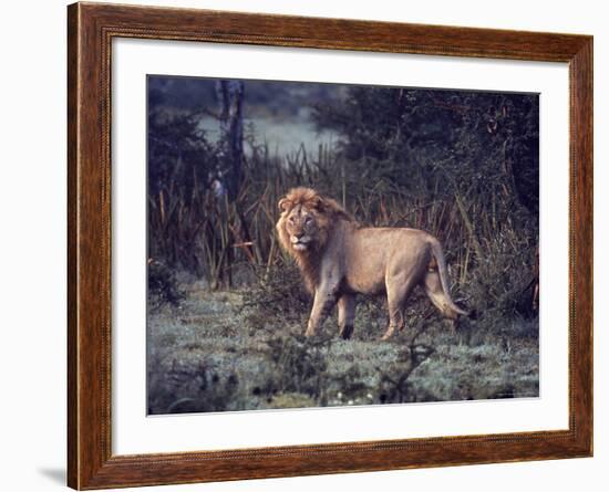 Male Lion in the Wild-John Dominis-Framed Photographic Print