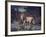 Male Lion in the Wild-John Dominis-Framed Photographic Print