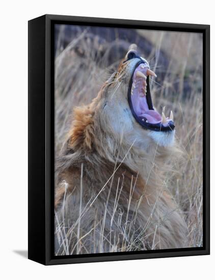 Male Lion is Seen in Masai Mara National Park in Kenya-null-Framed Premier Image Canvas