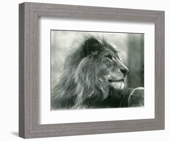 Male Lion 'Kuja' at London Zoo in January 1925 (B/W Photo)-Frederick William Bond-Framed Giclee Print