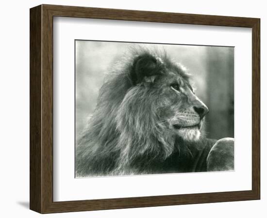 Male Lion 'Kuja' at London Zoo in January 1925 (B/W Photo)-Frederick William Bond-Framed Giclee Print