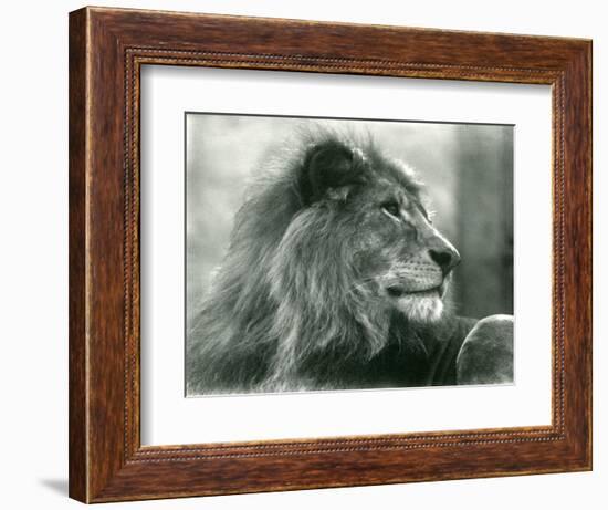 Male Lion 'Kuja' at London Zoo in January 1925 (B/W Photo)-Frederick William Bond-Framed Giclee Print