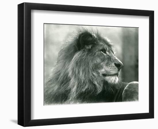 Male Lion 'Kuja' at London Zoo in January 1925 (B/W Photo)-Frederick William Bond-Framed Giclee Print