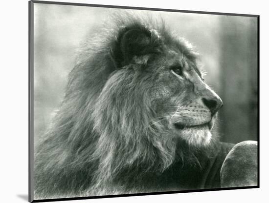 Male Lion 'Kuja' at London Zoo in January 1925 (B/W Photo)-Frederick William Bond-Mounted Giclee Print