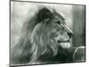 Male Lion 'Kuja' at London Zoo in January 1925 (B/W Photo)-Frederick William Bond-Mounted Giclee Print