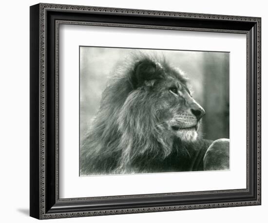 Male Lion 'Kuja' at London Zoo in January 1925 (B/W Photo)-Frederick William Bond-Framed Giclee Print