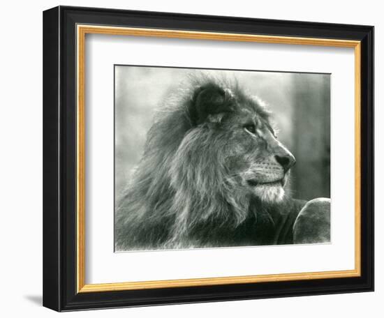 Male Lion 'Kuja' at London Zoo in January 1925 (B/W Photo)-Frederick William Bond-Framed Giclee Print