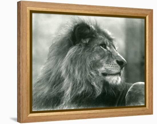 Male Lion 'Kuja' at London Zoo in January 1925 (B/W Photo)-Frederick William Bond-Framed Premier Image Canvas
