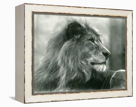 Male Lion 'Kuja' at London Zoo in January 1925 (B/W Photo)-Frederick William Bond-Framed Premier Image Canvas