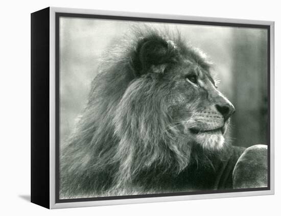 Male Lion 'Kuja' at London Zoo in January 1925 (B/W Photo)-Frederick William Bond-Framed Premier Image Canvas