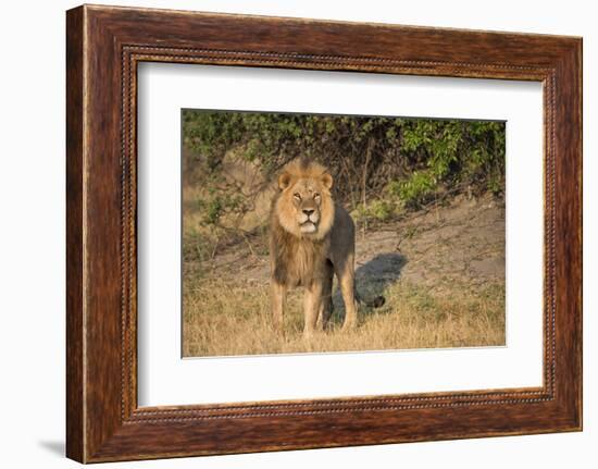 Male Lion Looking at Viewer,In Grassland, Botswana,Africa Close Up-Sheila Haddad-Framed Photographic Print