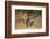 Male Lion Looking at Viewer,In Grassland, Botswana,Africa Close Up-Sheila Haddad-Framed Photographic Print