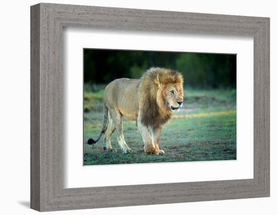 Male lion, Masai Mara, Kenya, East Africa, Africa-Karen Deakin-Framed Photographic Print