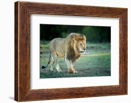 Male lion, Masai Mara, Kenya, East Africa, Africa-Karen Deakin-Framed Photographic Print