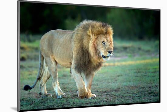 Male lion, Masai Mara, Kenya, East Africa, Africa-Karen Deakin-Mounted Photographic Print