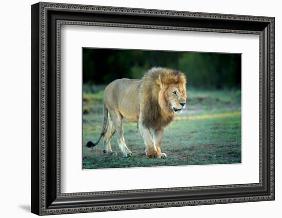 Male lion, Masai Mara, Kenya, East Africa, Africa-Karen Deakin-Framed Photographic Print