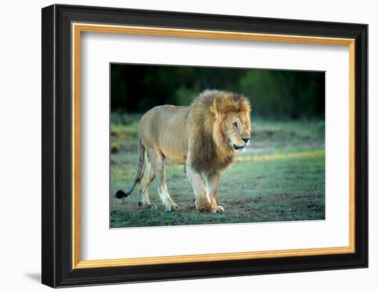 Male lion, Masai Mara, Kenya, East Africa, Africa-Karen Deakin-Framed Photographic Print