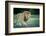 Male lion, Masai Mara, Kenya, East Africa, Africa-Karen Deakin-Framed Photographic Print