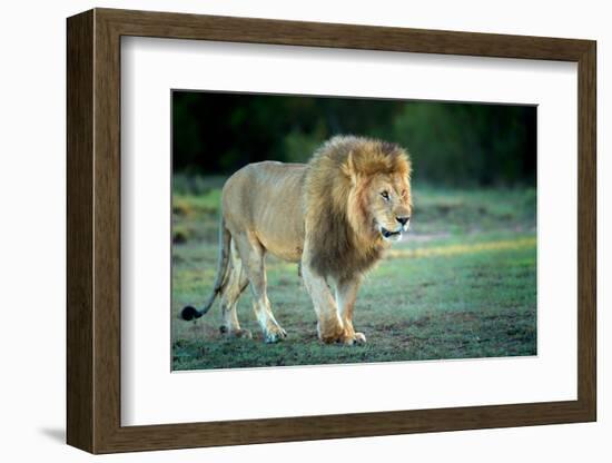 Male lion, Masai Mara, Kenya, East Africa, Africa-Karen Deakin-Framed Premium Photographic Print