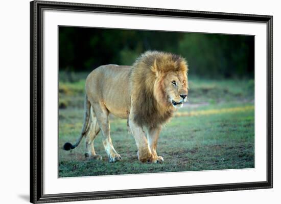 Male lion, Masai Mara, Kenya, East Africa, Africa-Karen Deakin-Framed Photographic Print