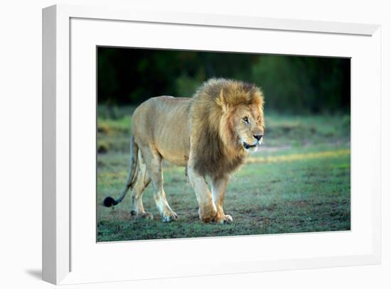 Male lion, Masai Mara, Kenya, East Africa, Africa-Karen Deakin-Framed Photographic Print