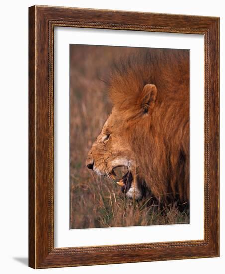 Male Lion, Masai Mara, Kenya-Dee Ann Pederson-Framed Photographic Print