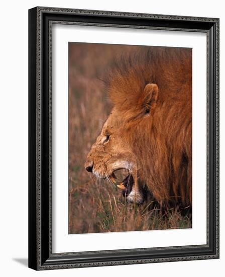 Male Lion, Masai Mara, Kenya-Dee Ann Pederson-Framed Photographic Print