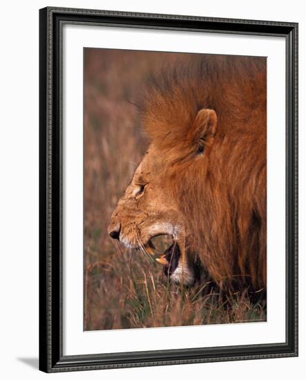 Male Lion, Masai Mara, Kenya-Dee Ann Pederson-Framed Photographic Print