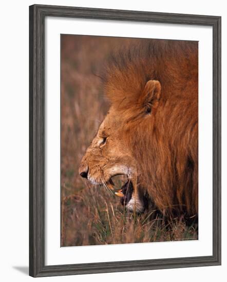 Male Lion, Masai Mara, Kenya-Dee Ann Pederson-Framed Photographic Print