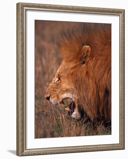 Male Lion, Masai Mara, Kenya-Dee Ann Pederson-Framed Photographic Print