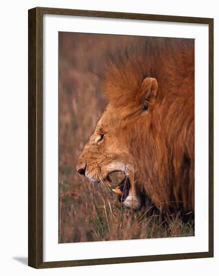 Male Lion, Masai Mara, Kenya-Dee Ann Pederson-Framed Photographic Print
