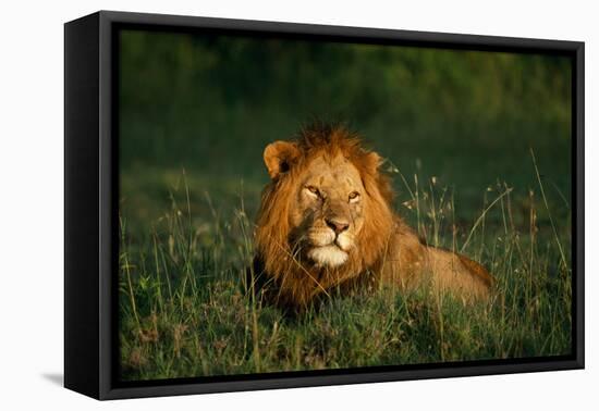 Male Lion Masai Mara National Park Kenya-Mike Hill-Framed Premier Image Canvas